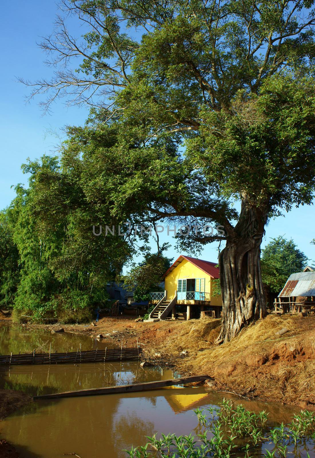 House on stilts in yellow, reflect on surface water, it locate under ancient tree with sunny day. 