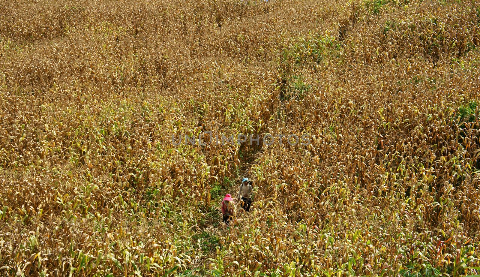 Corn - field ready to harvest, they in yellow color, 2 people wear red and cyan hat going among the field