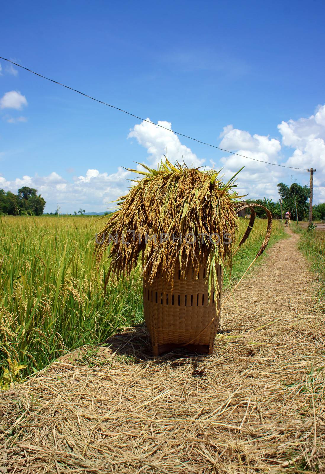 Sheat of corn put in papoose, and let on the way among ricefield