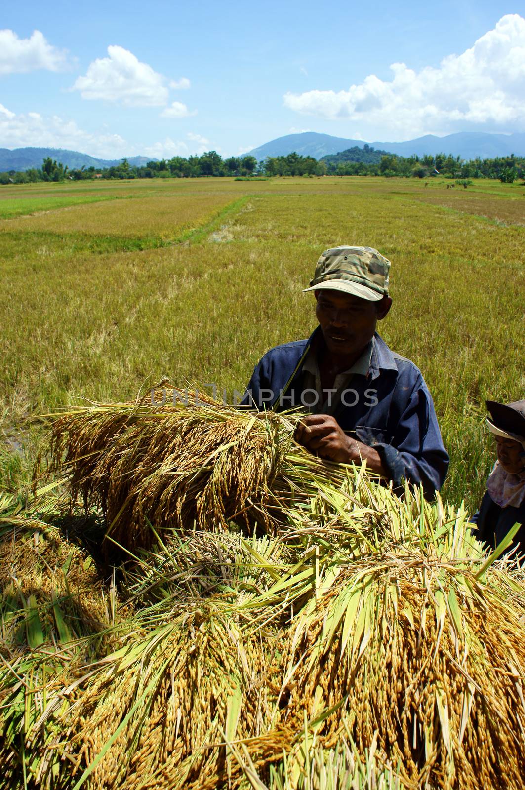 This season is the rains so they can't crop by machines, they have to crop by hand and carry rice with a shoulder pole. Viet Nam- September 03, 2013