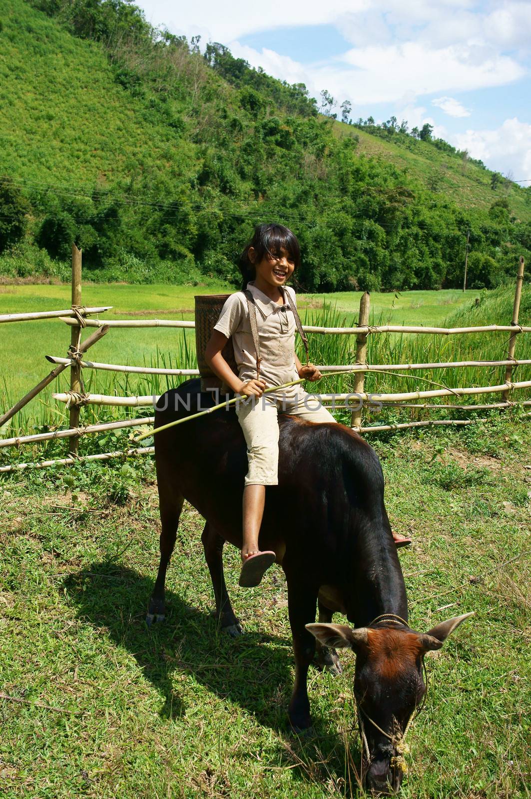 Daklak has many ethinic minority,  children rarely go to school so they help their family to herd oxen. Daklak, Viet Nam- September 03, 2013

