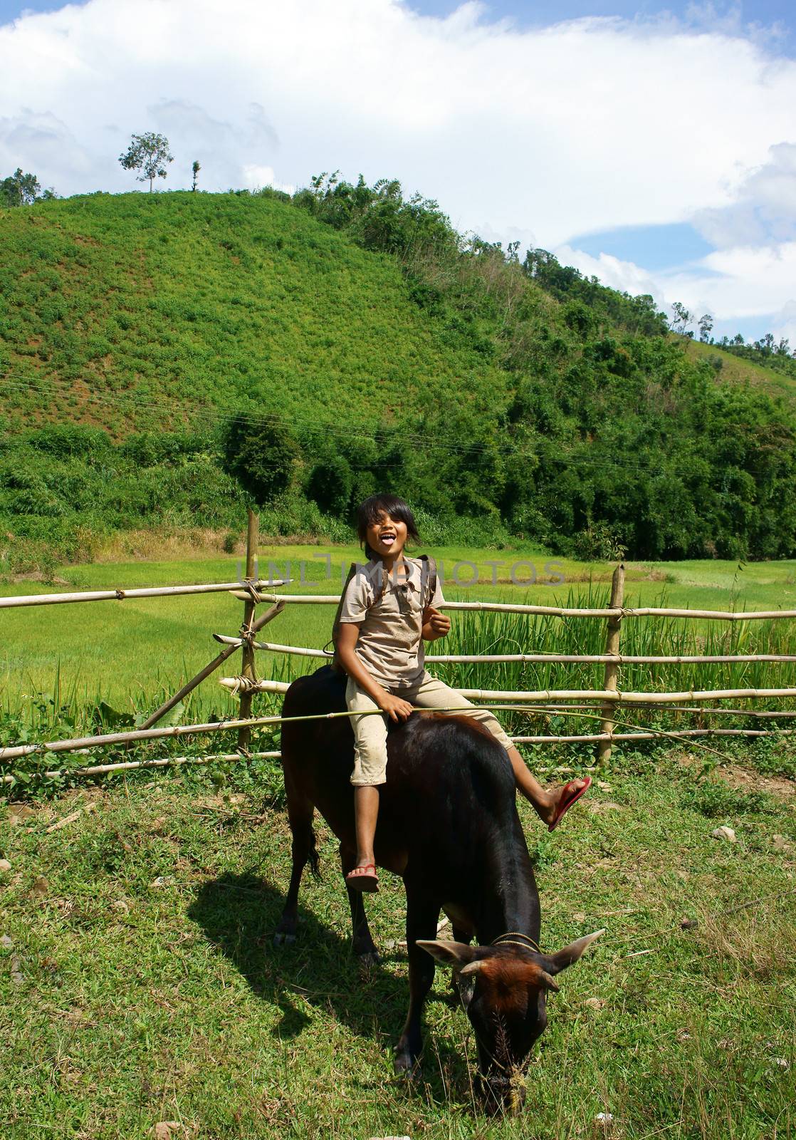 Daklak has many ethinic minority,  children rarely go to school so they help their family to herd oxen. Daklak, Viet Nam- September 03, 2013

