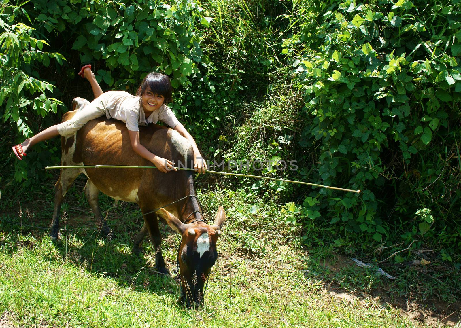 Daklak has many ethinic minority,  children rarely go to school so they help their family to herd oxen. Daklak, Viet Nam- September 03, 2013

