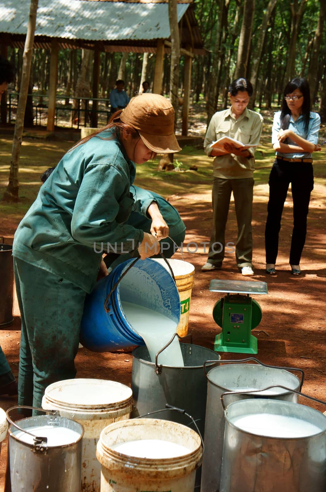 After collect rubber latex, they move them to concentration area and weigh them. Binh Phuoc,Viet Nam-  May 9, 2013