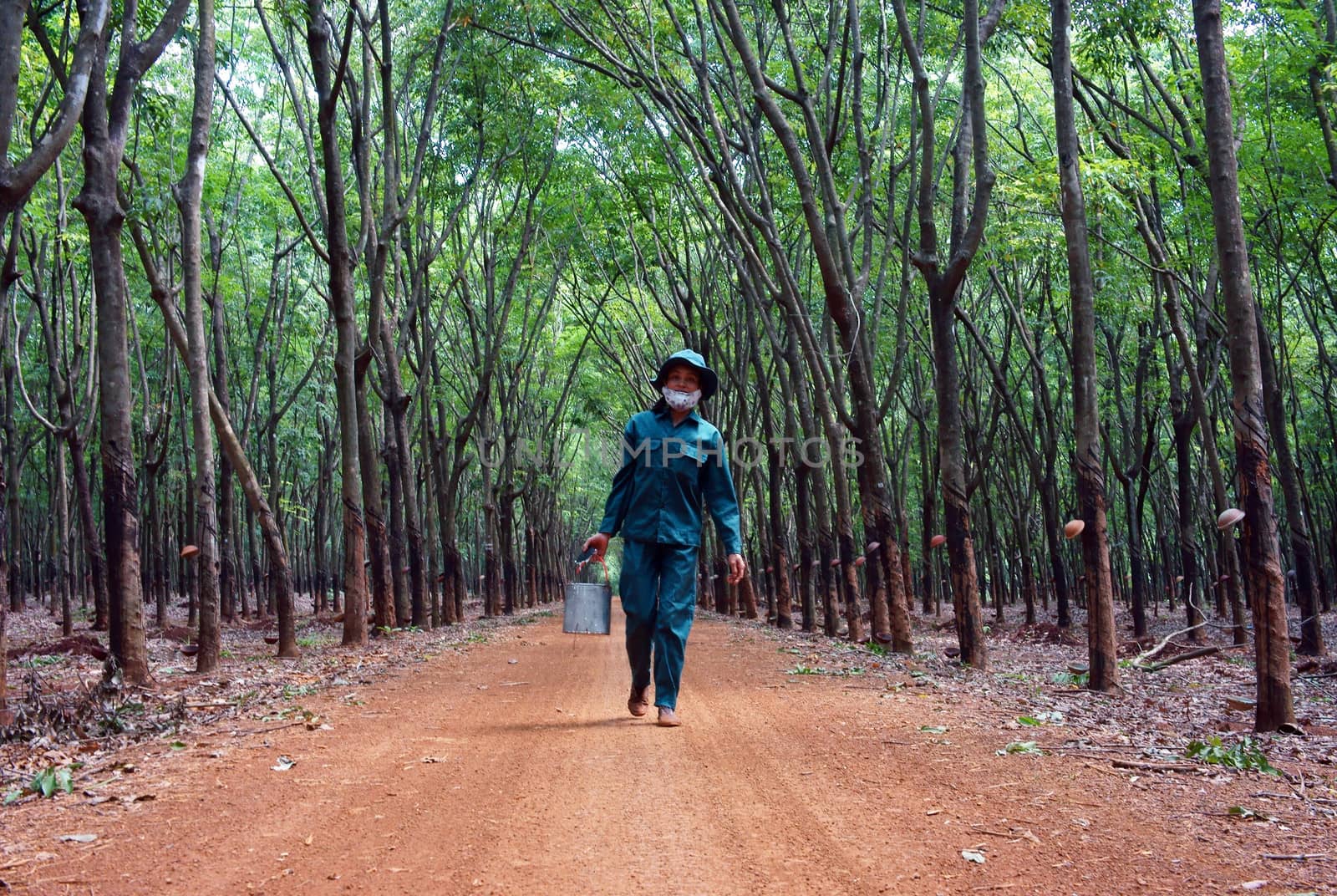 Worker collect rubber latex among rubber plantation, everyone has a area. Binh Phuoc, Viet Nam- May 9, 2013 

