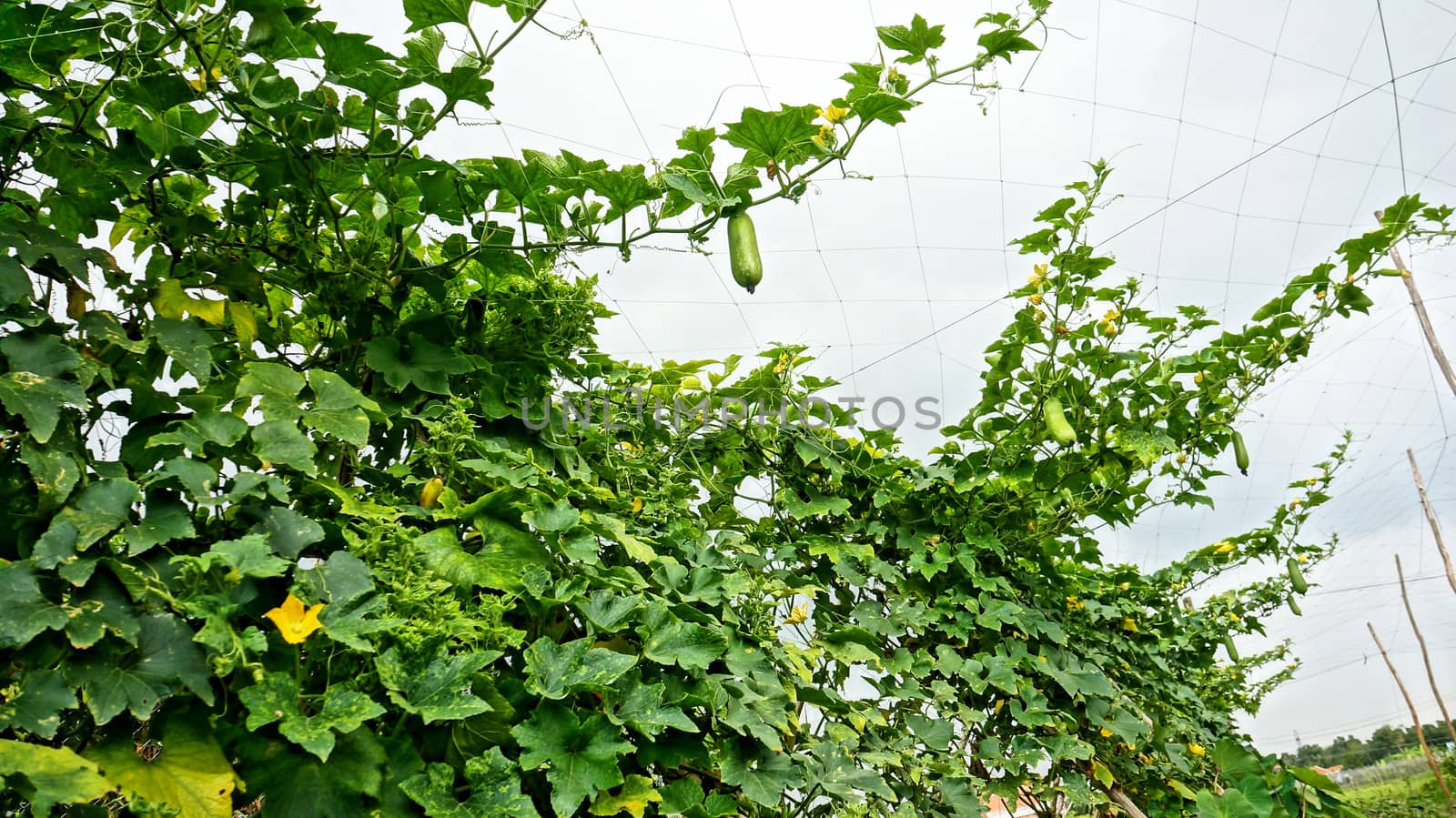 melon trellis with green leaves by xuanhuongho
