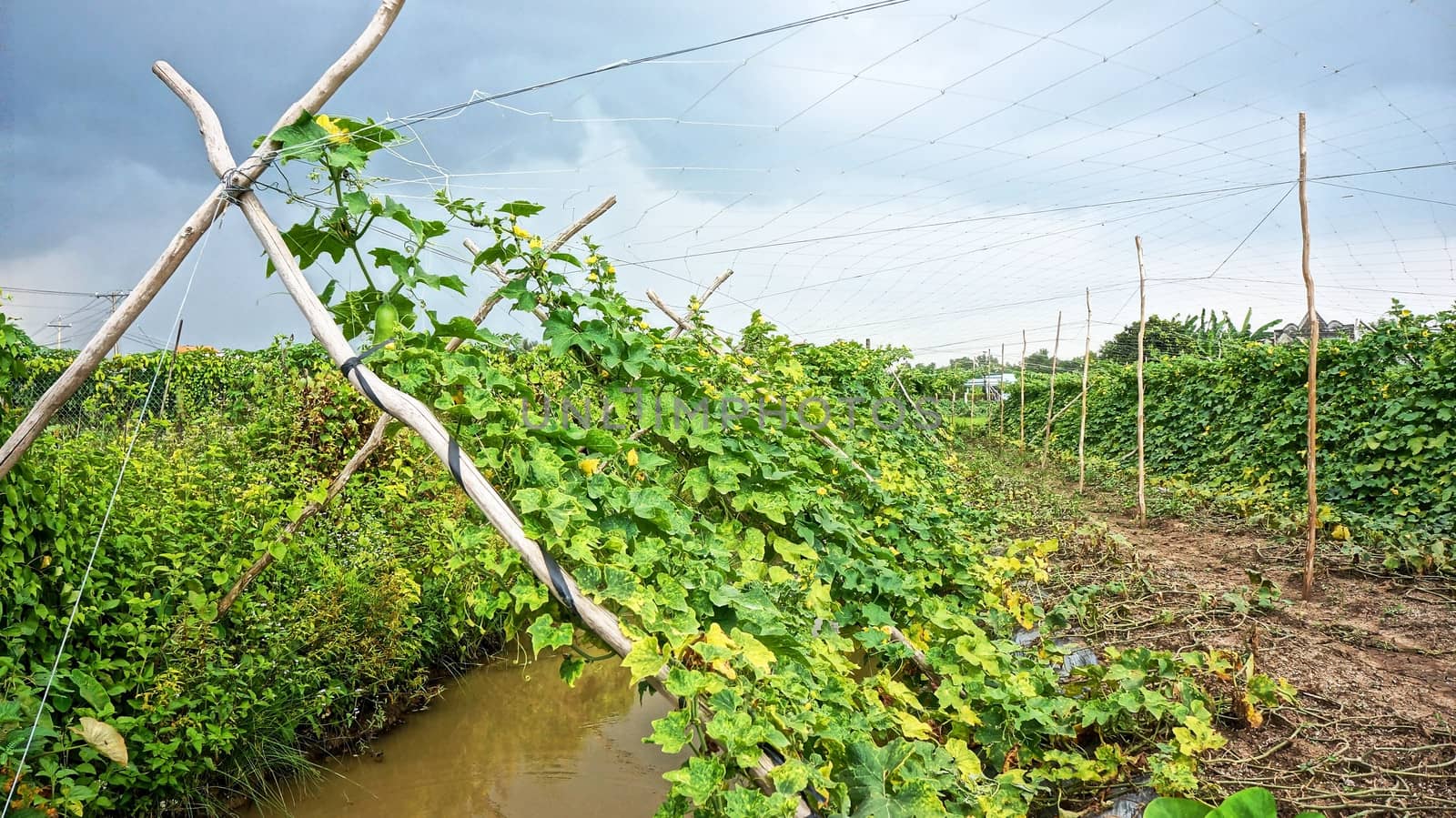 Garden of  melon trellis with green leaves by xuanhuongho