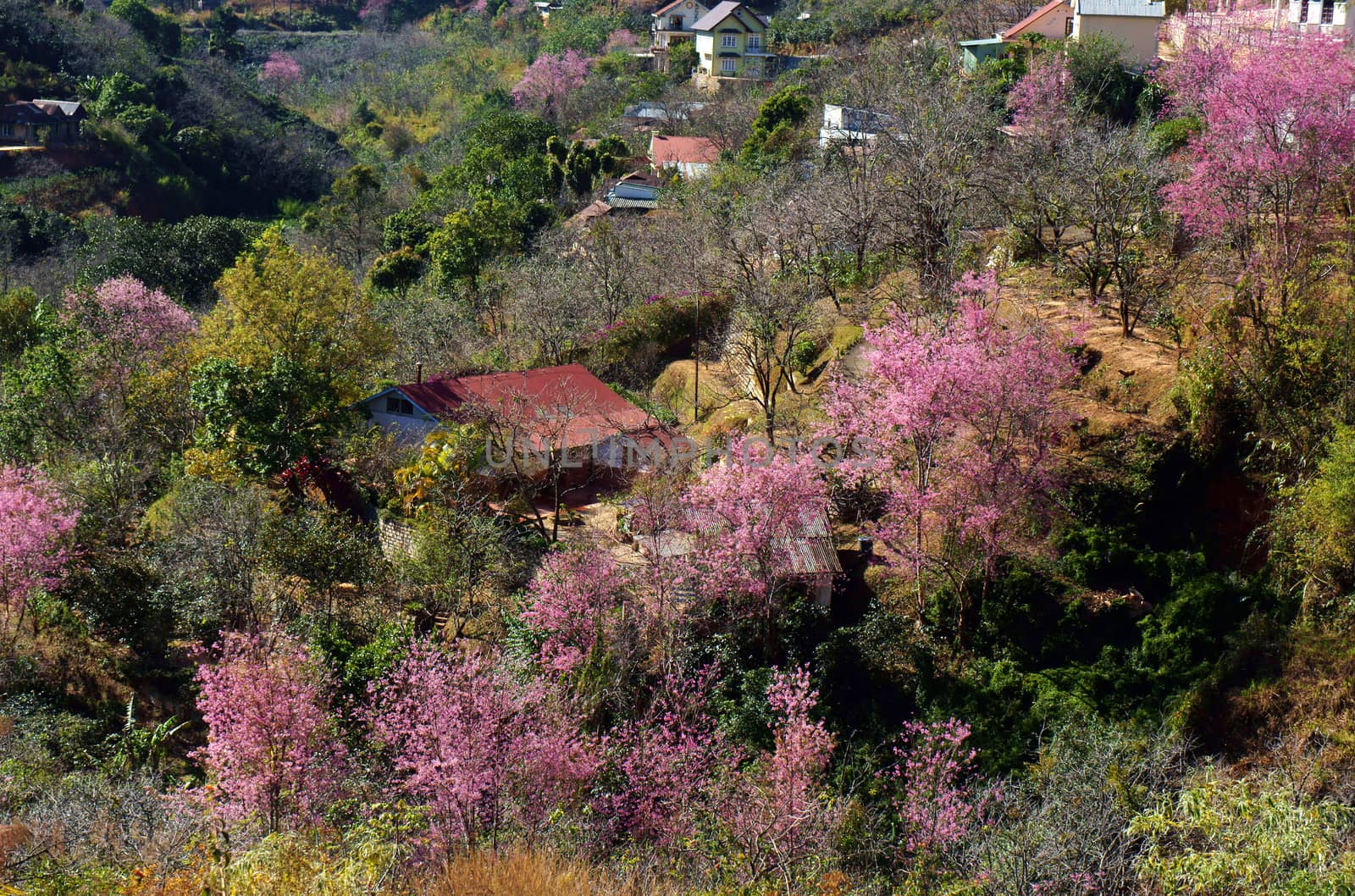 At spring times, a typical flower of Dalat city ( flower 's city) is cherry blossom will blow, a valley filled with pink flower, that's beautiful, romantic scenery.