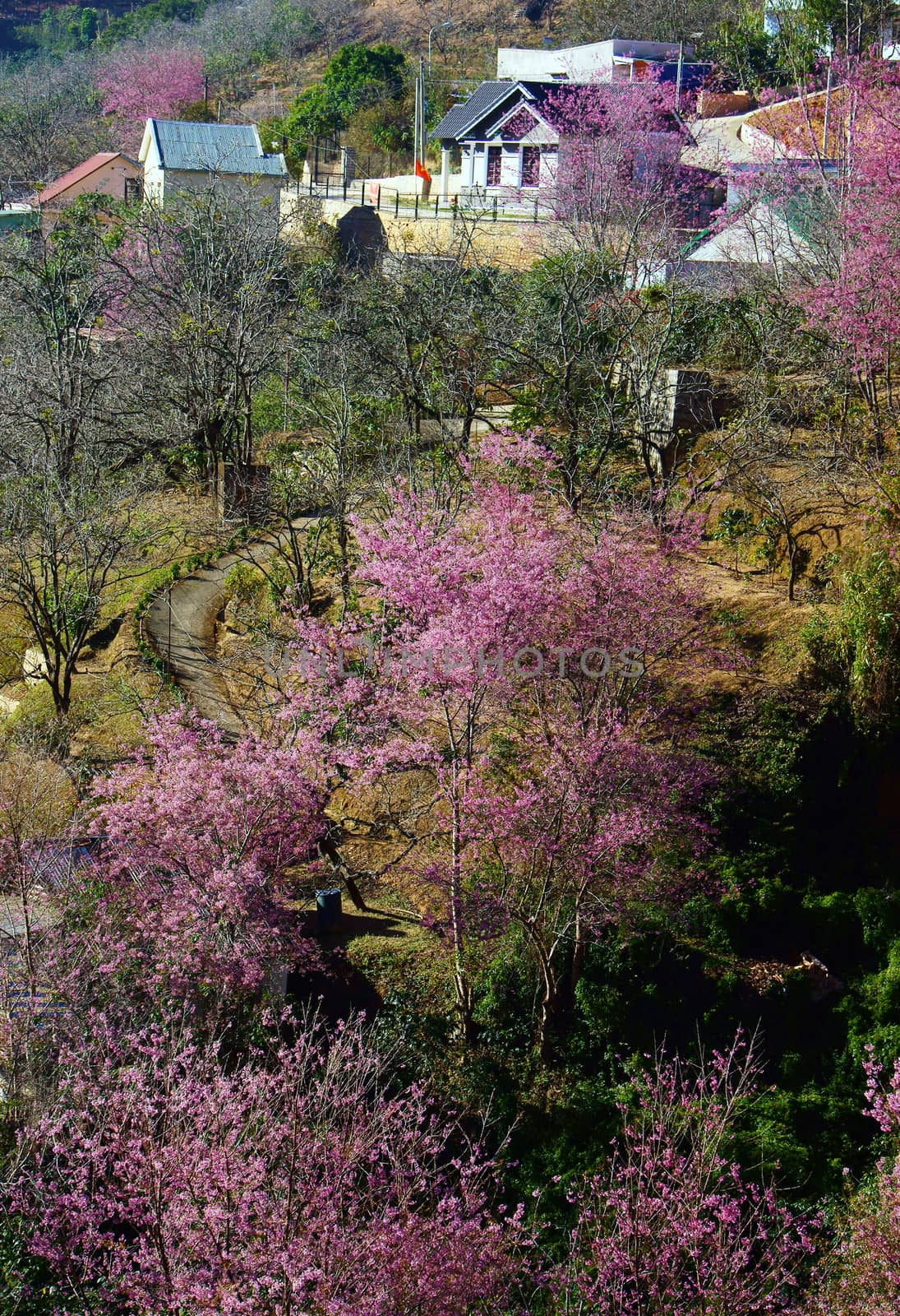 Cherry blossom blow colourful at valley of Dalat's suburb in spr by xuanhuongho
