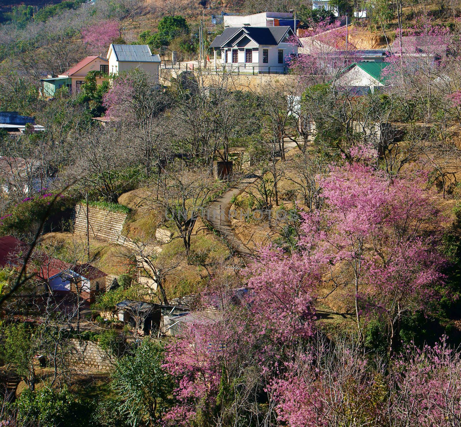 Cherry blossom blow colourful at valley of Dalat's suburb in spr by xuanhuongho