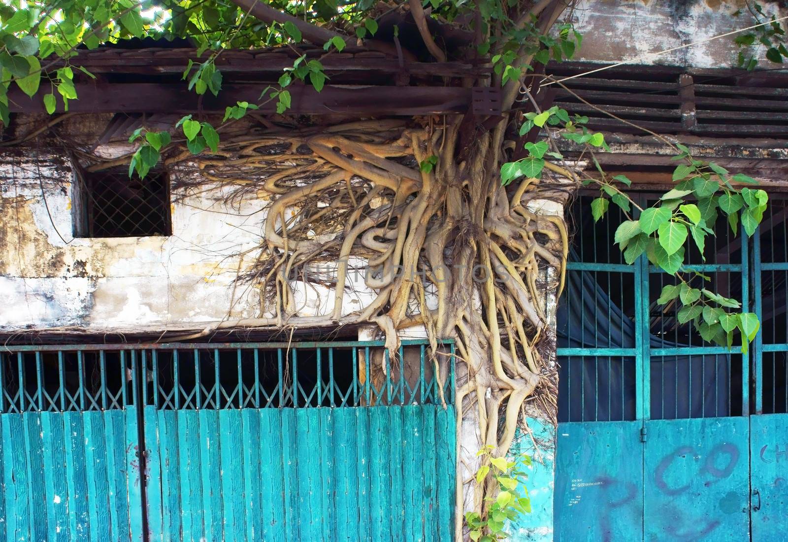 Tree root stay close on the wall of  house by xuanhuongho