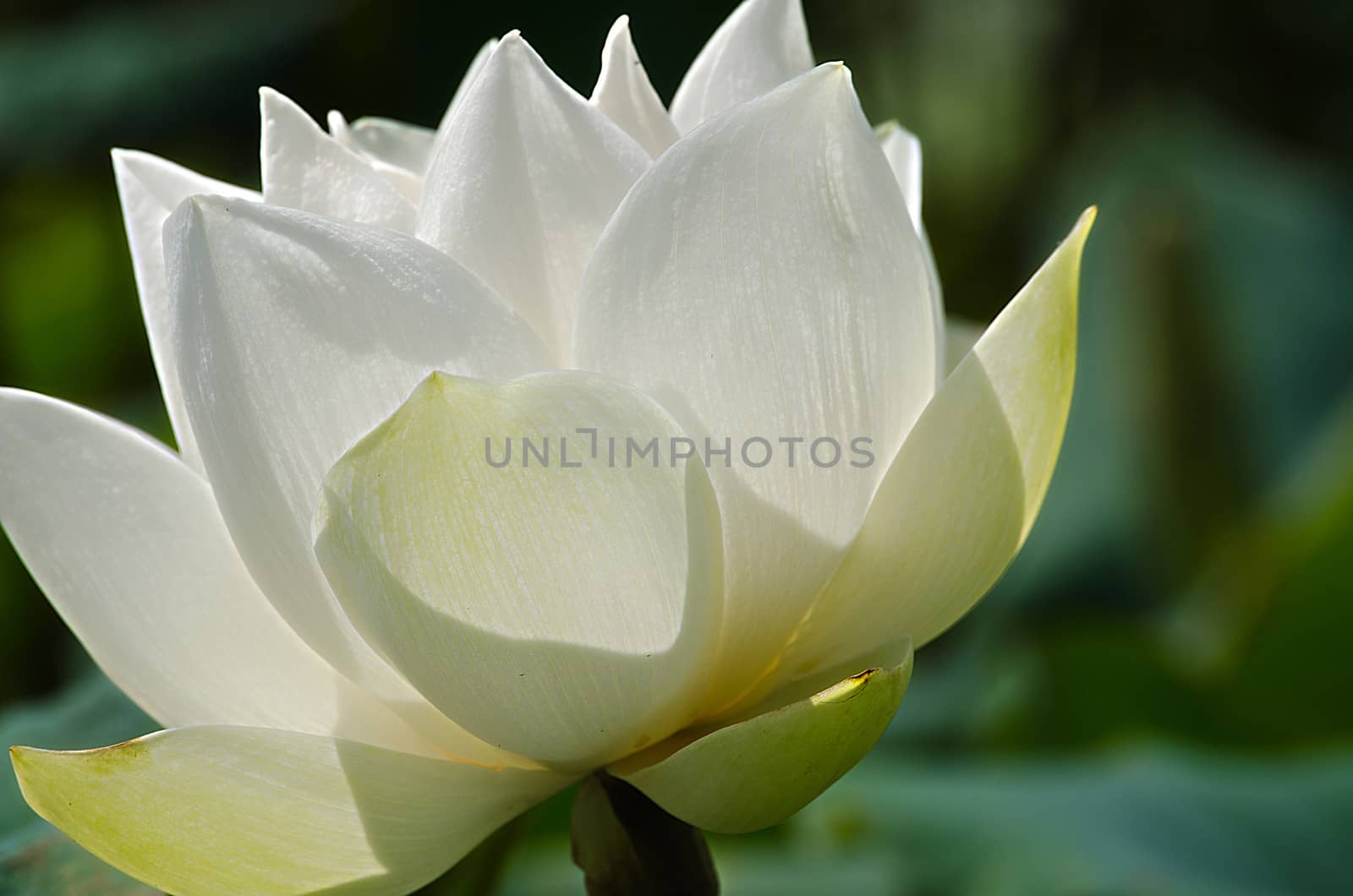 The Pure White Lotus Blooming in Basin.
