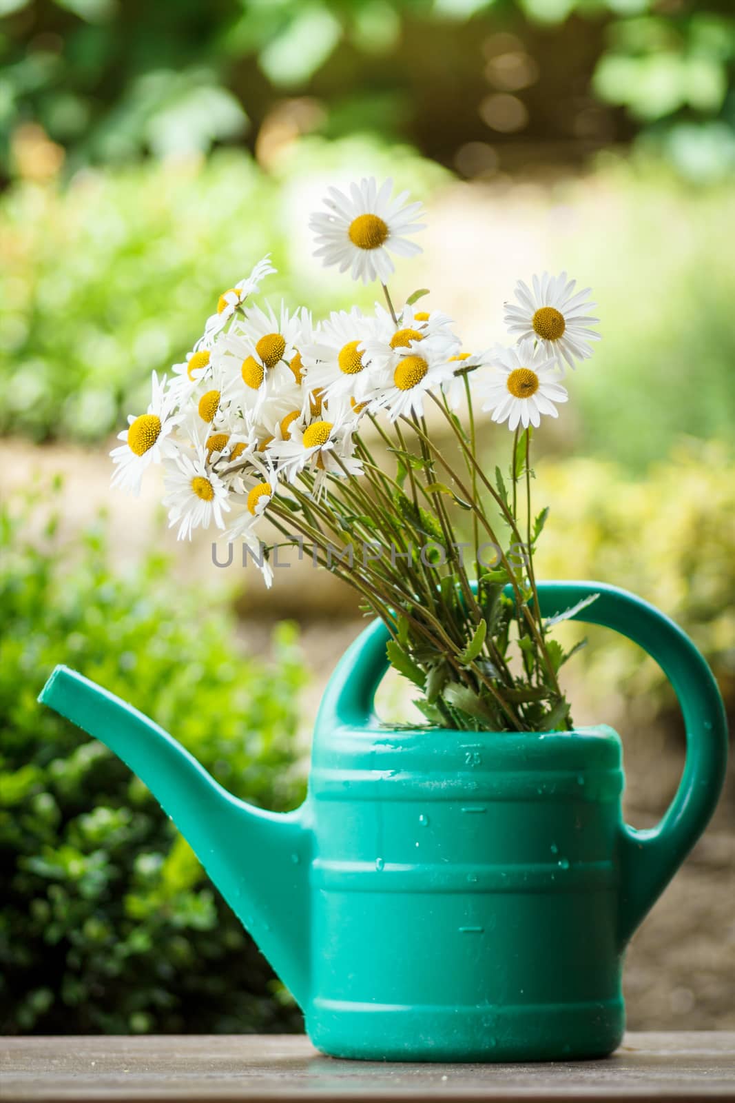 detail of daisy flower in garden watering can with shallow focus