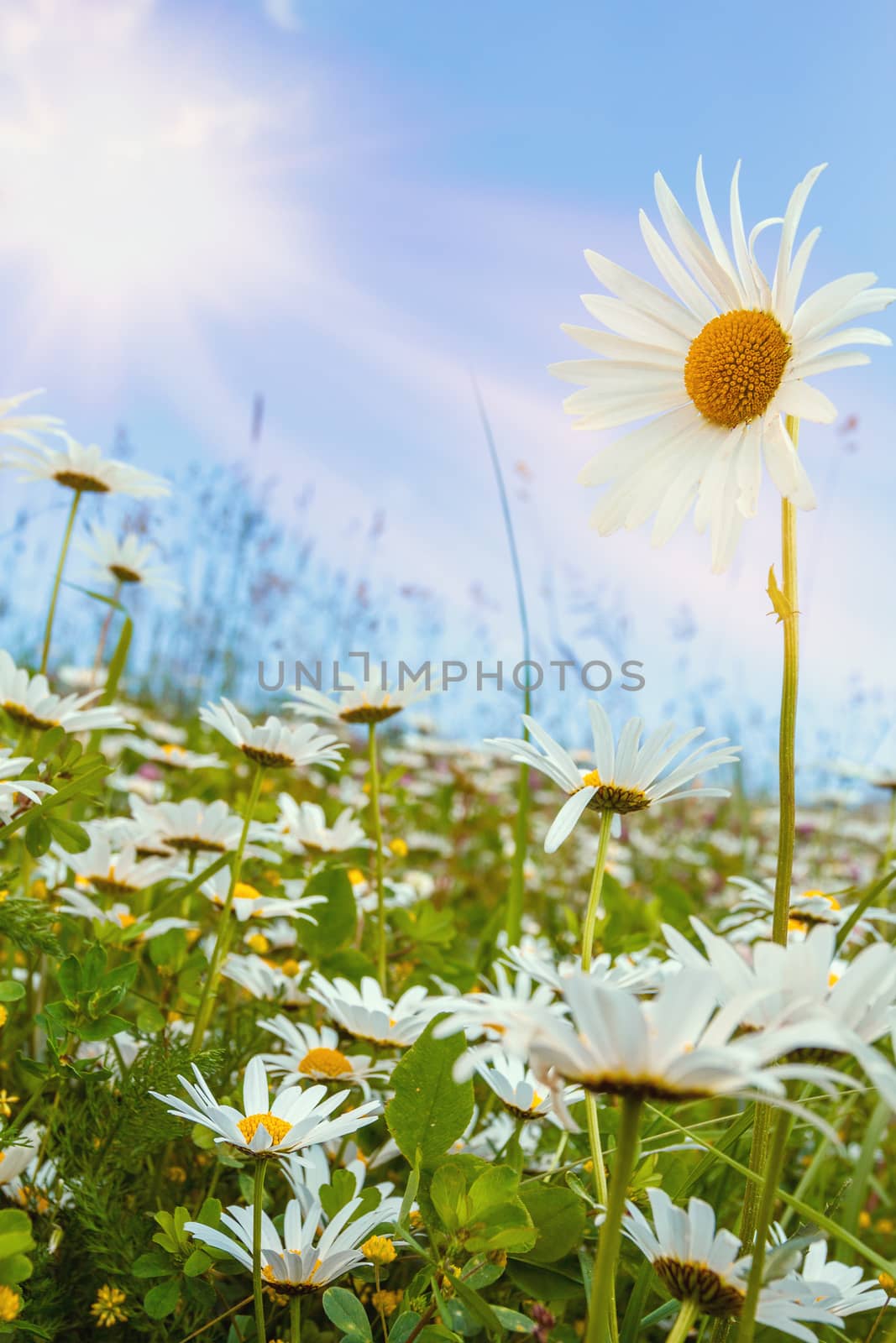 daisy flower against blue sky with shallow focus