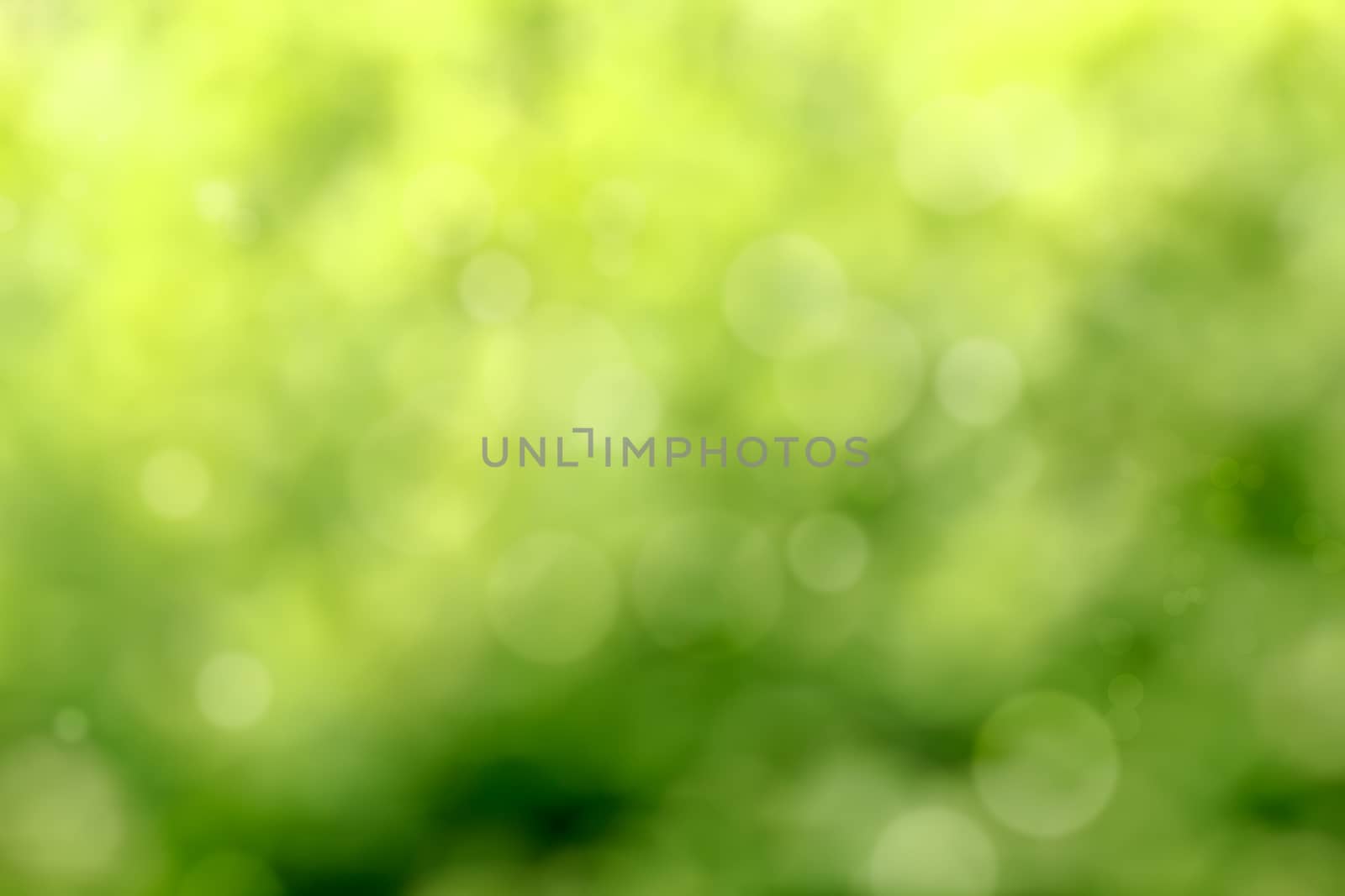 Beautiful abstract green Bokeh in sunny day