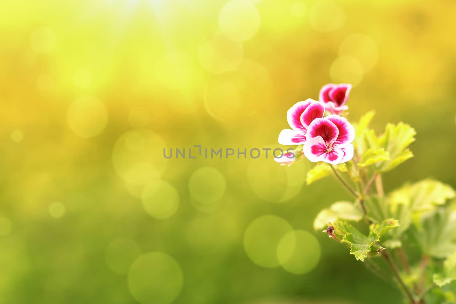 spring flower in garden with shallow focus and space for text