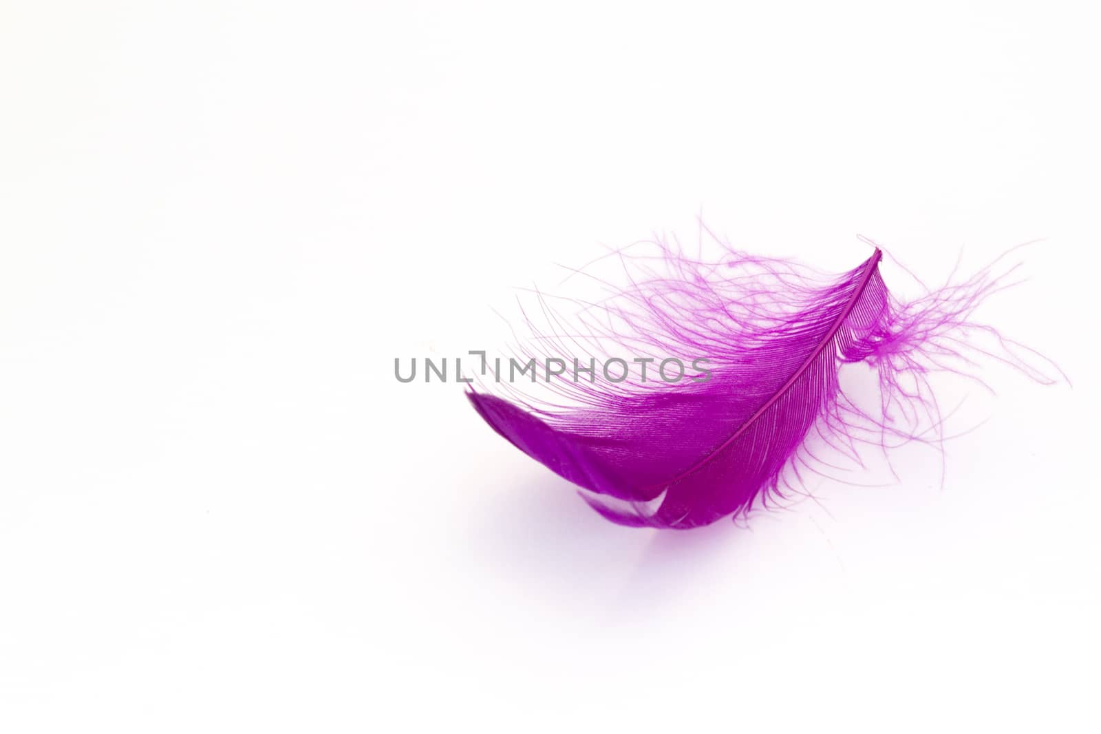 Single purple feather on a white background