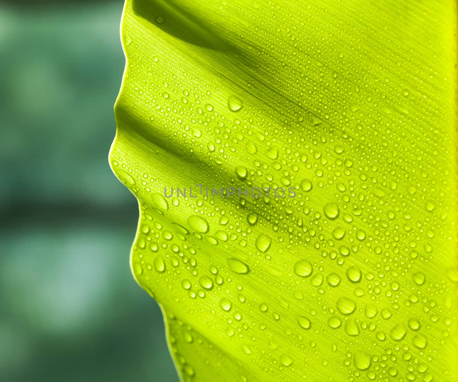 Green leaf with drops of water 