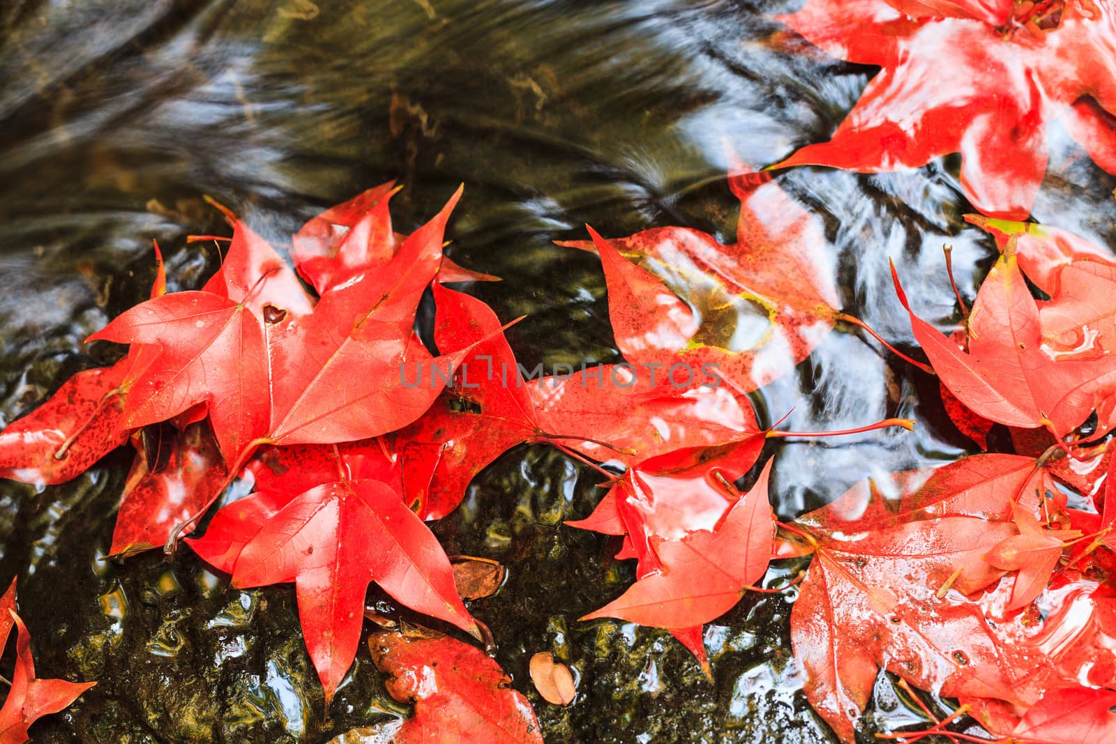 Red maple leaf during fall  by jame_j@homail.com