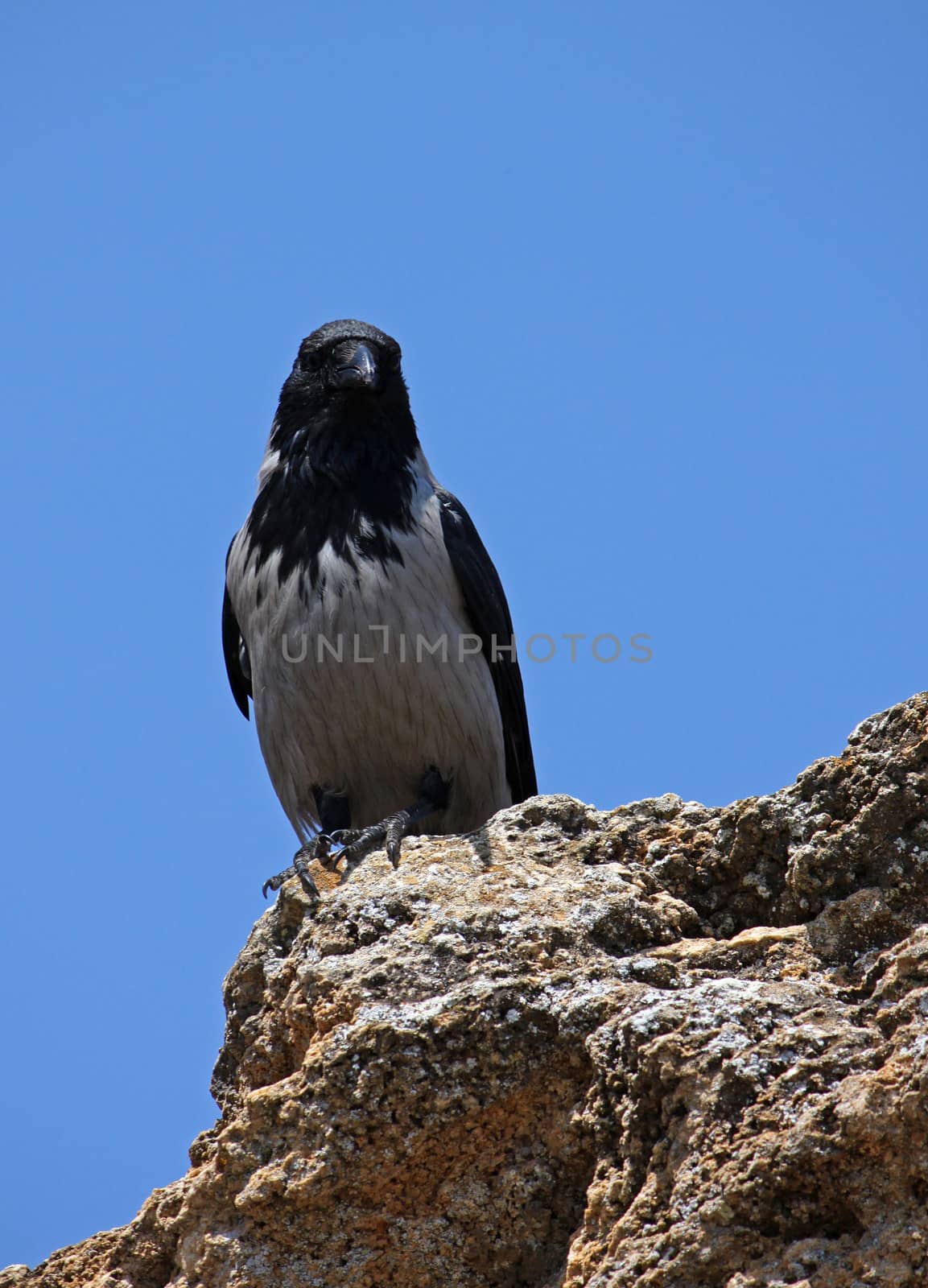 gray raven sitting on rock over blue sky