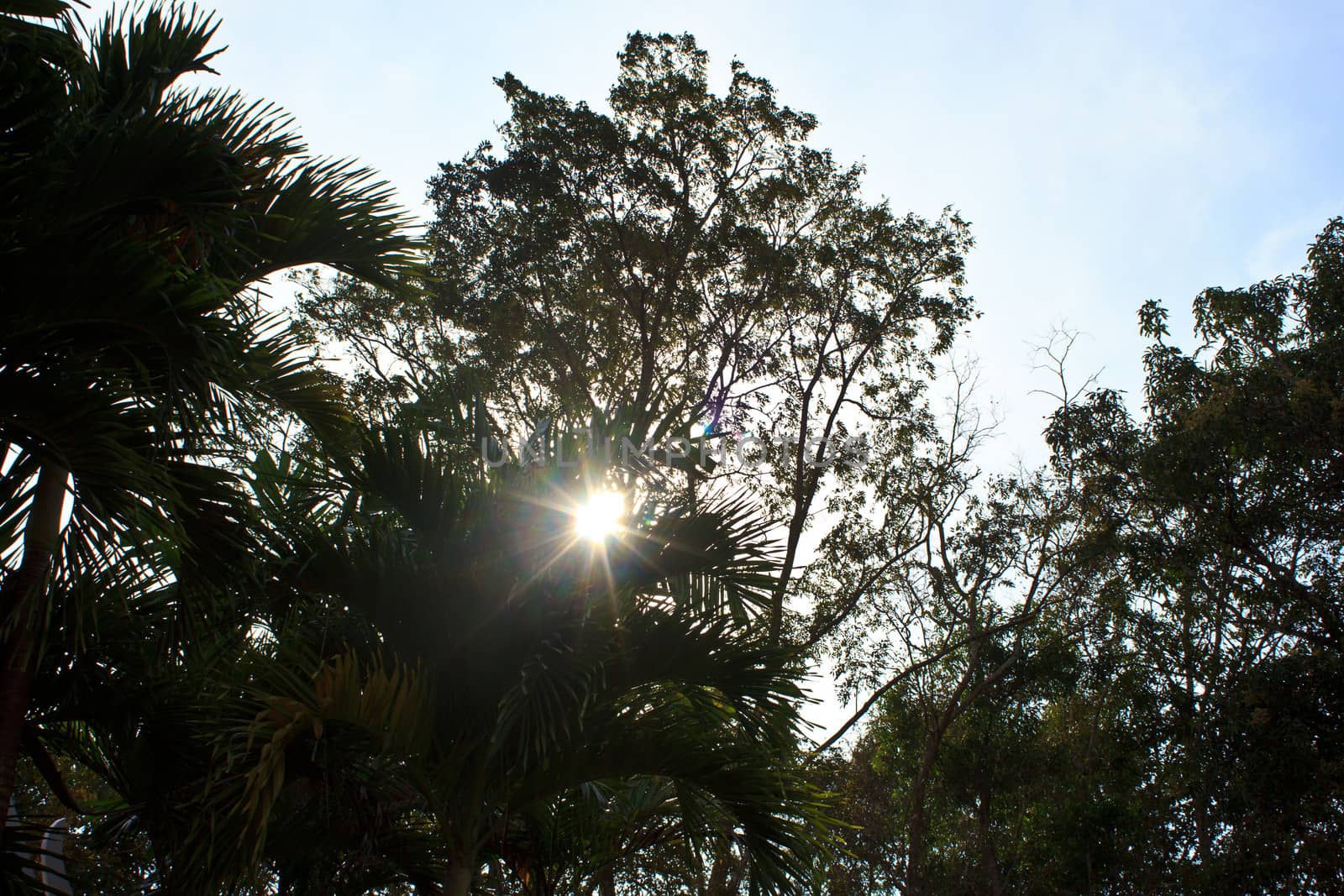 sunshine through the tree in Thailand