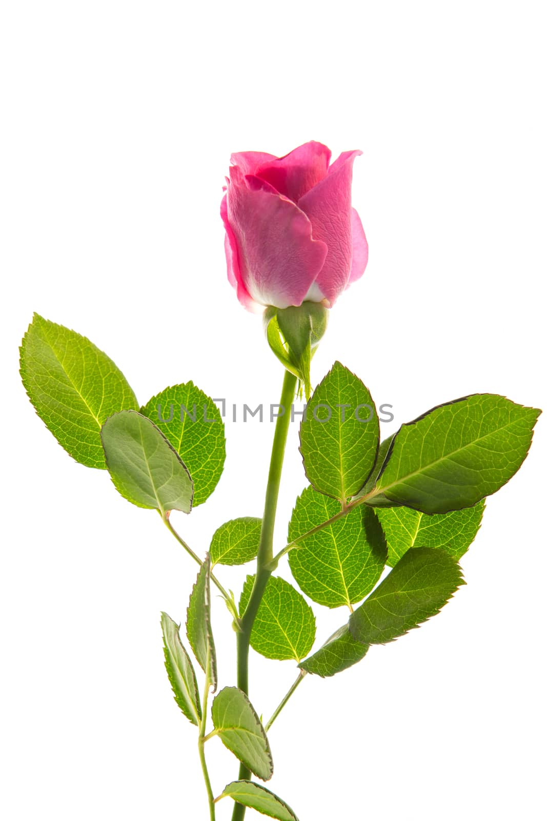 Pink rose in bloom with stalk and leaves on white background