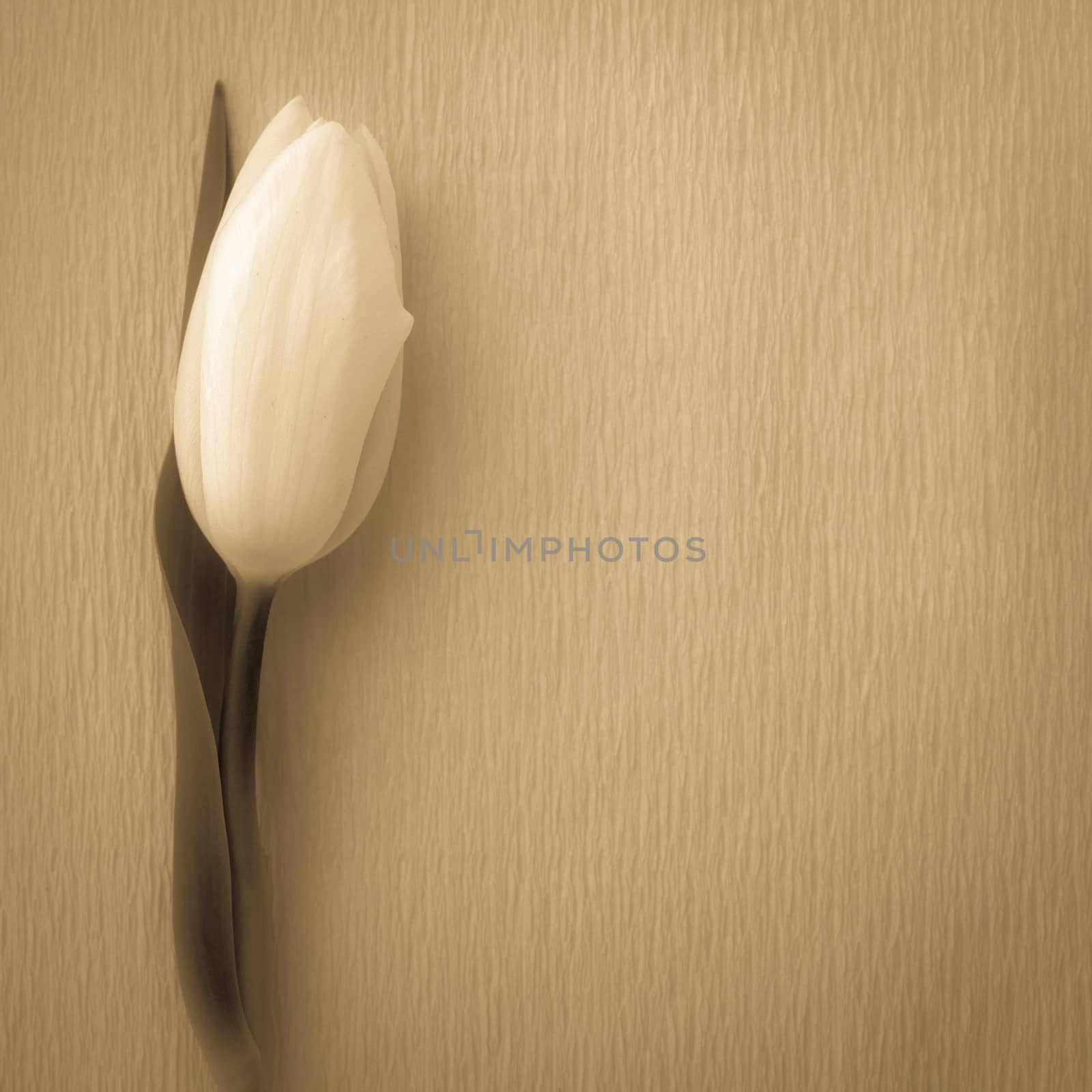 White tulip resting on textured background in sepia tone