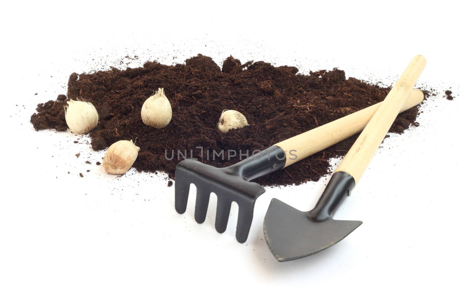 Gardening tools and flower bulbs isolated on white