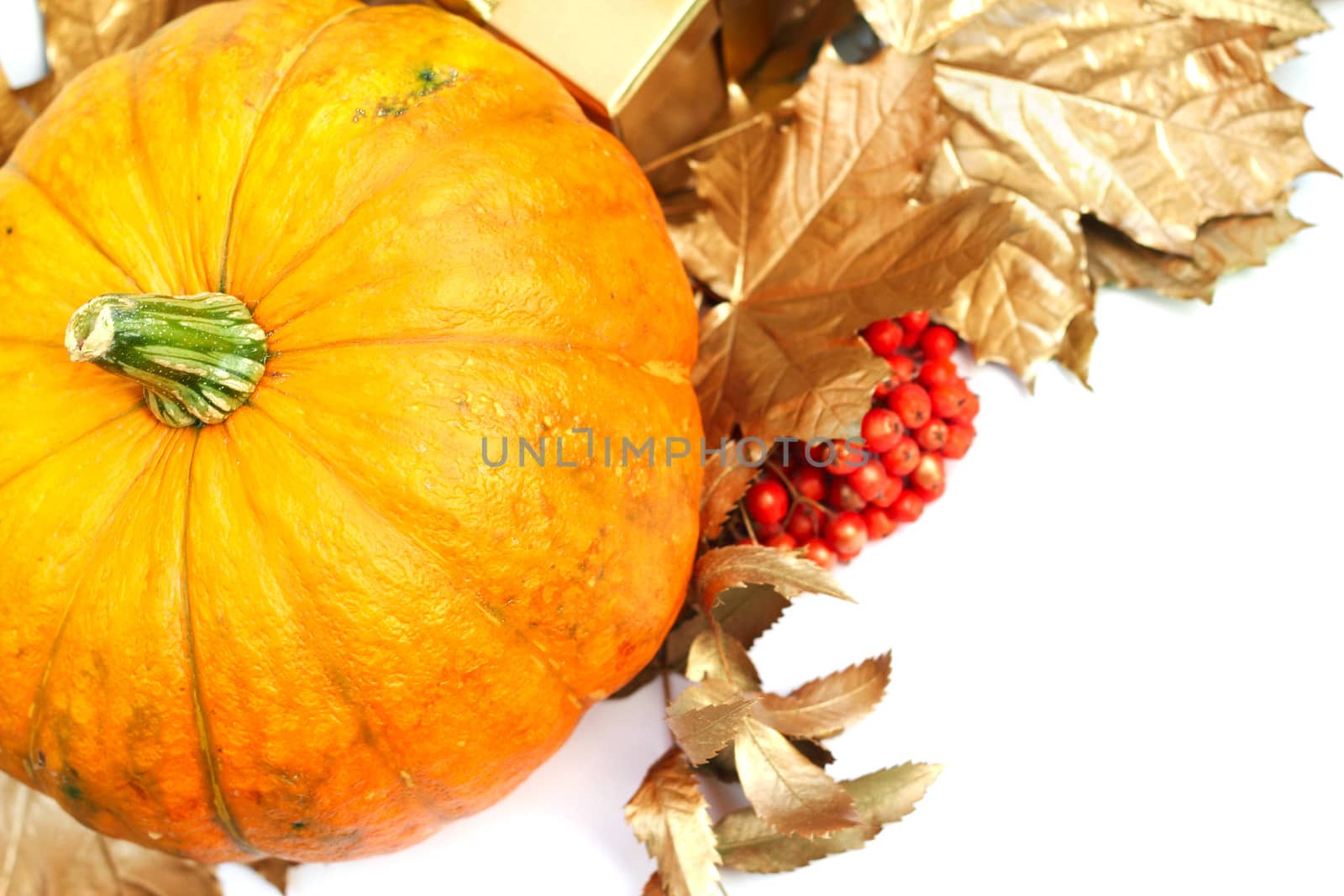 Pumpkin with golden leafs and rowan isolated on white background