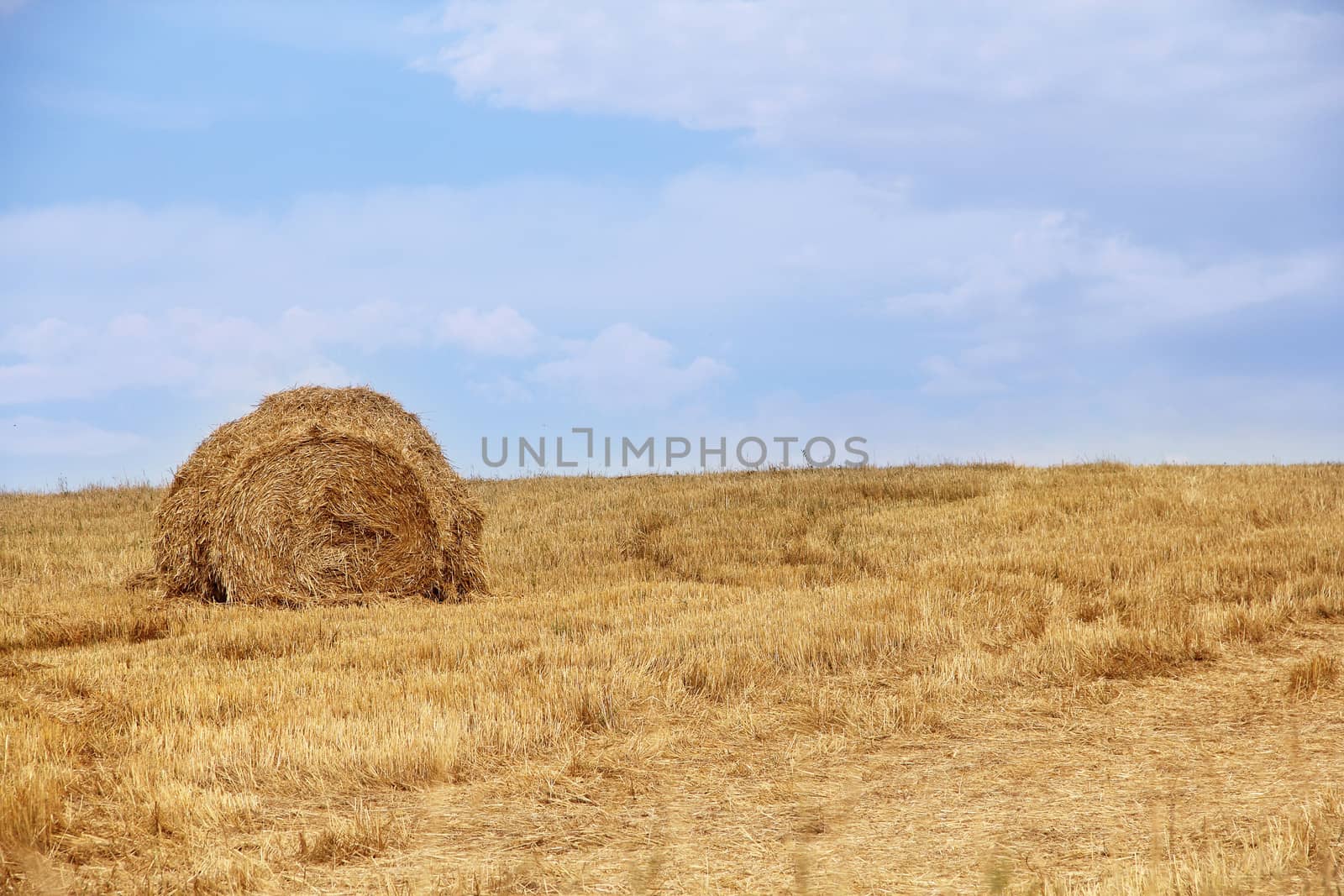 Haystacks in wheat field after harvest under blue cloudy sky
