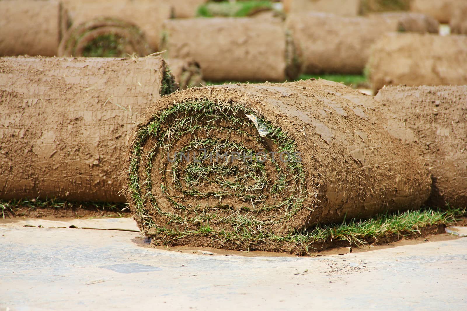 Turf grass rolls partially unrolled close up