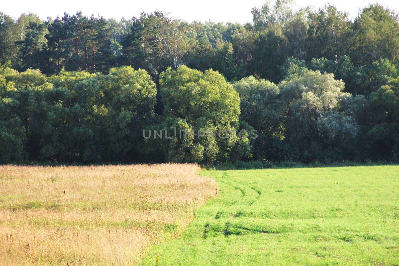 Green field and agriculture with forest landscape