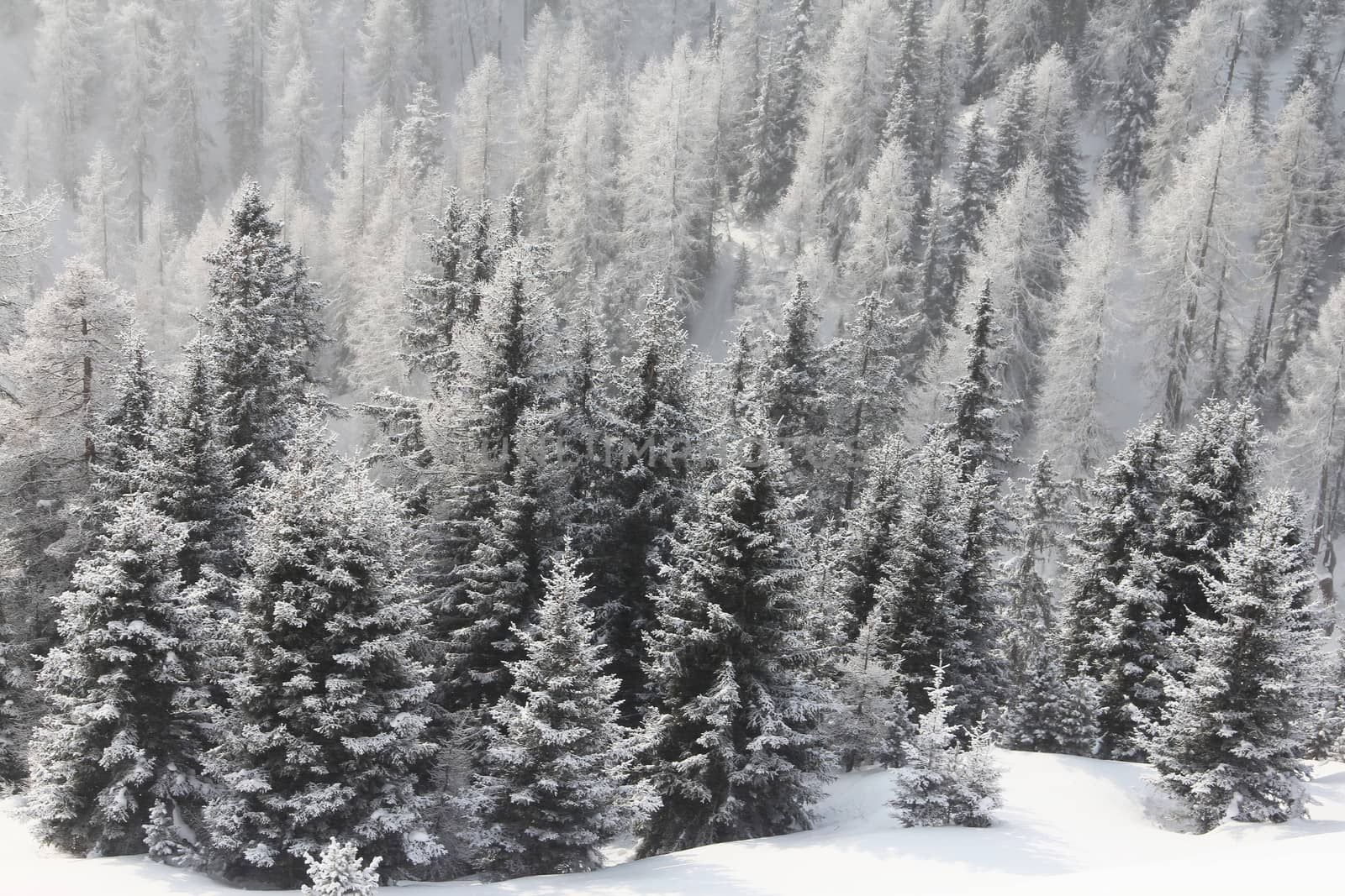 Beautiful forest in winter mountains by destillat