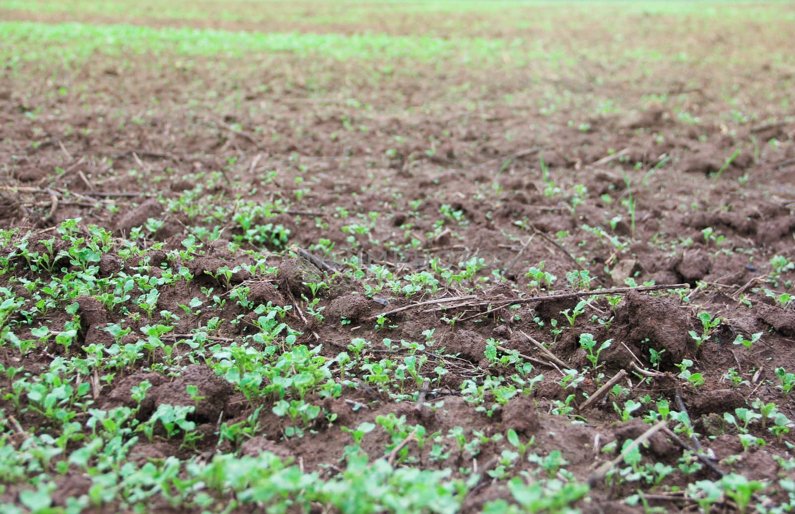 Green seedlings growing out of soil by destillat