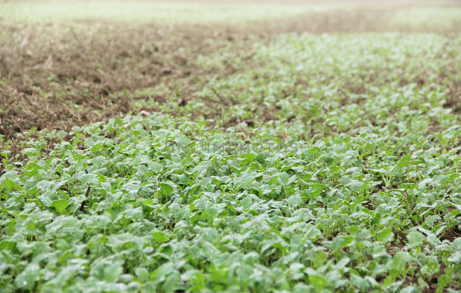 Green seedlings growing out of soil by destillat