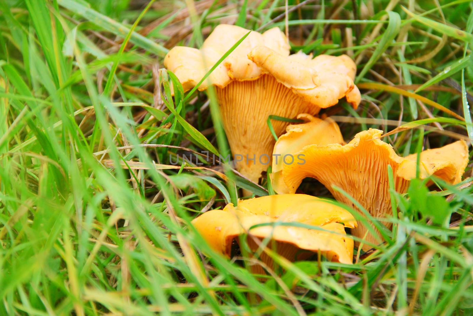 Chanterelle mushrooms growing in the grass macro close-up