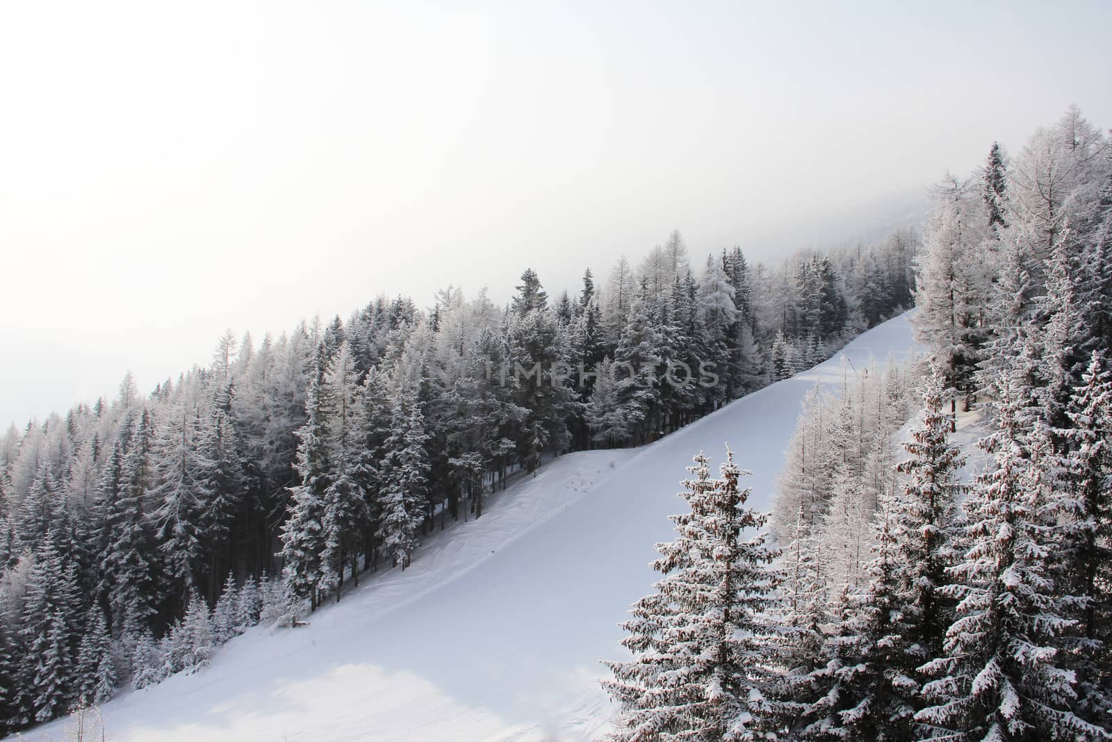 Winter forest in mountains with snowy firs