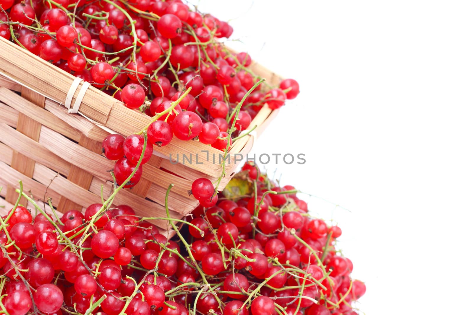 Harvested red currant berries in a small basket isolated on white background