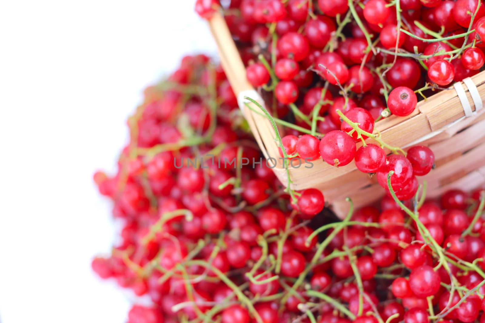 Harvested red currant berries in a small basket isolated on white background