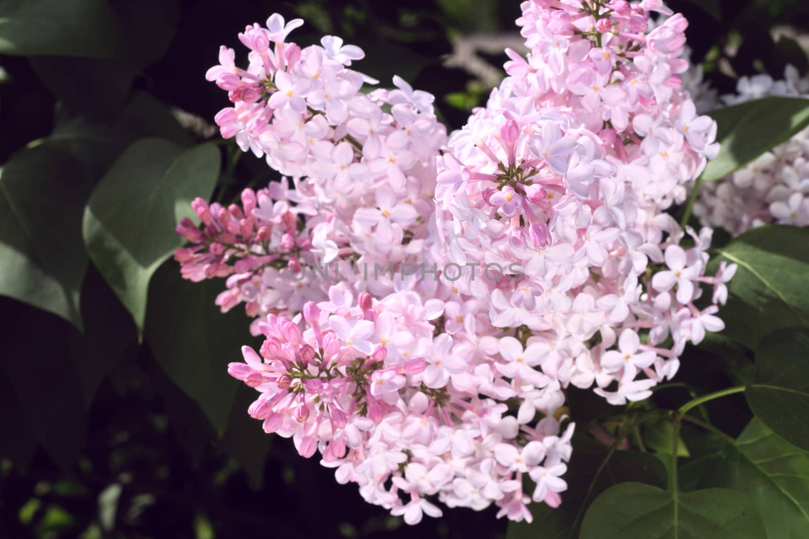 Beautiful blossoms of Pink Lilac close-up