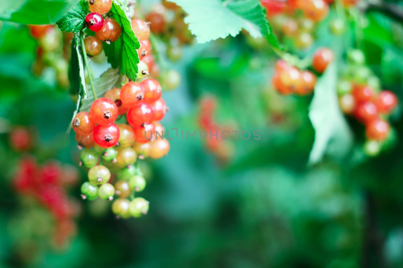 Red Currant berries on a bush closeup 