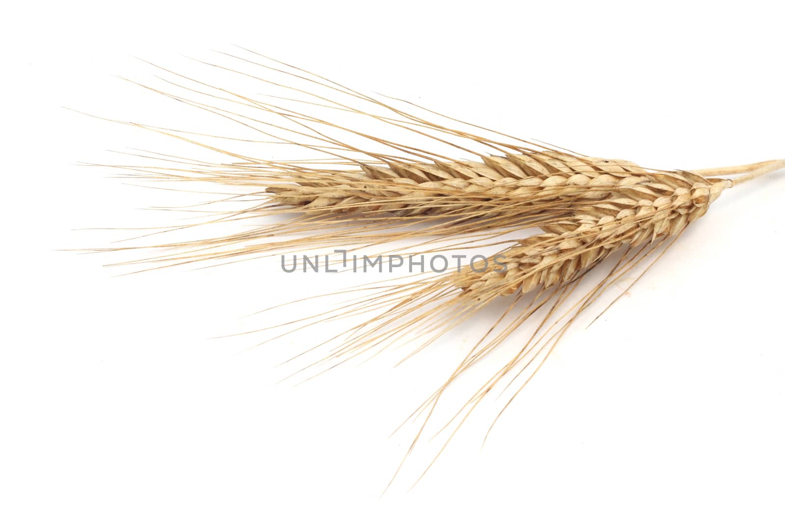 Wheat ears isolated on white background 