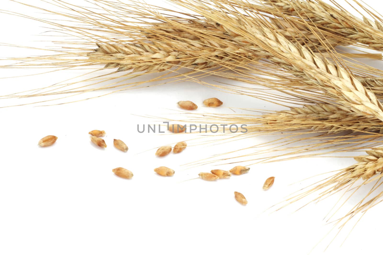 Wheat ears and grains isolated on white background 