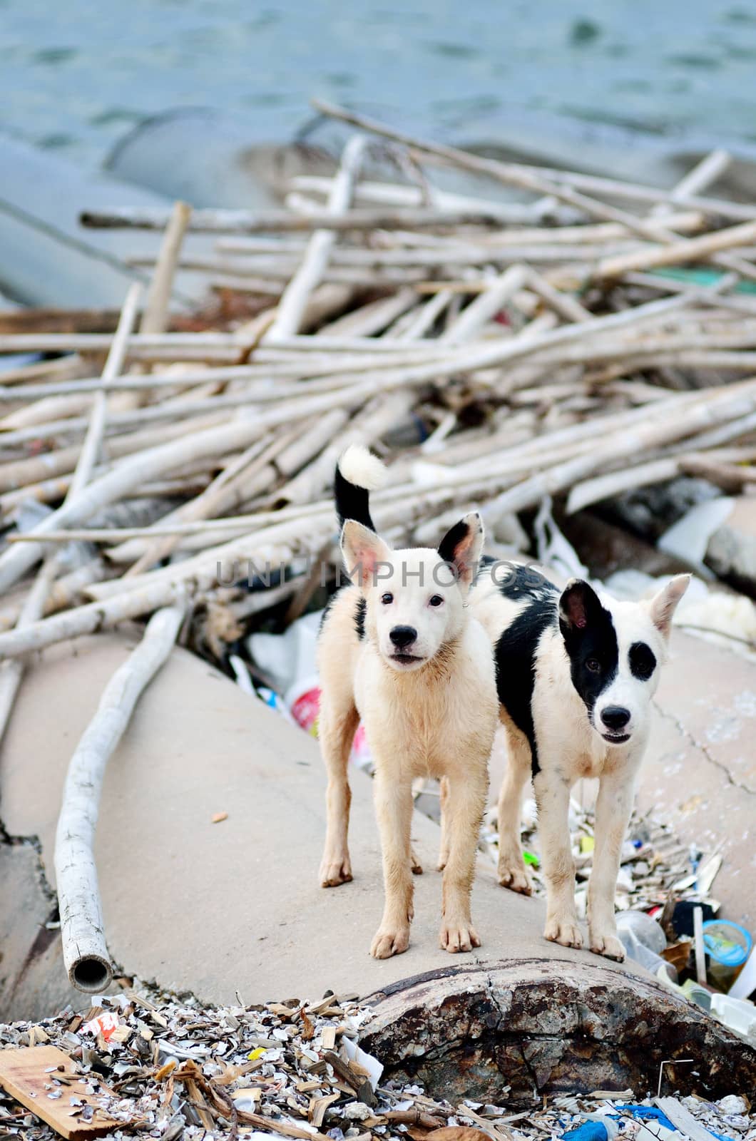 Cute stray dog at the sea, Thailand