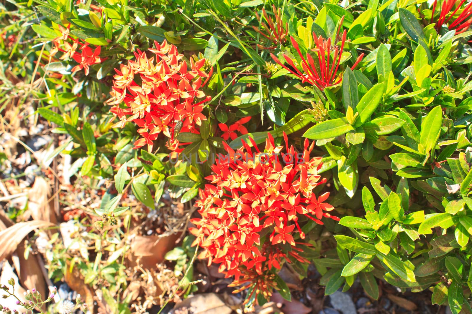 red ixora coccinea flower,Close-up.