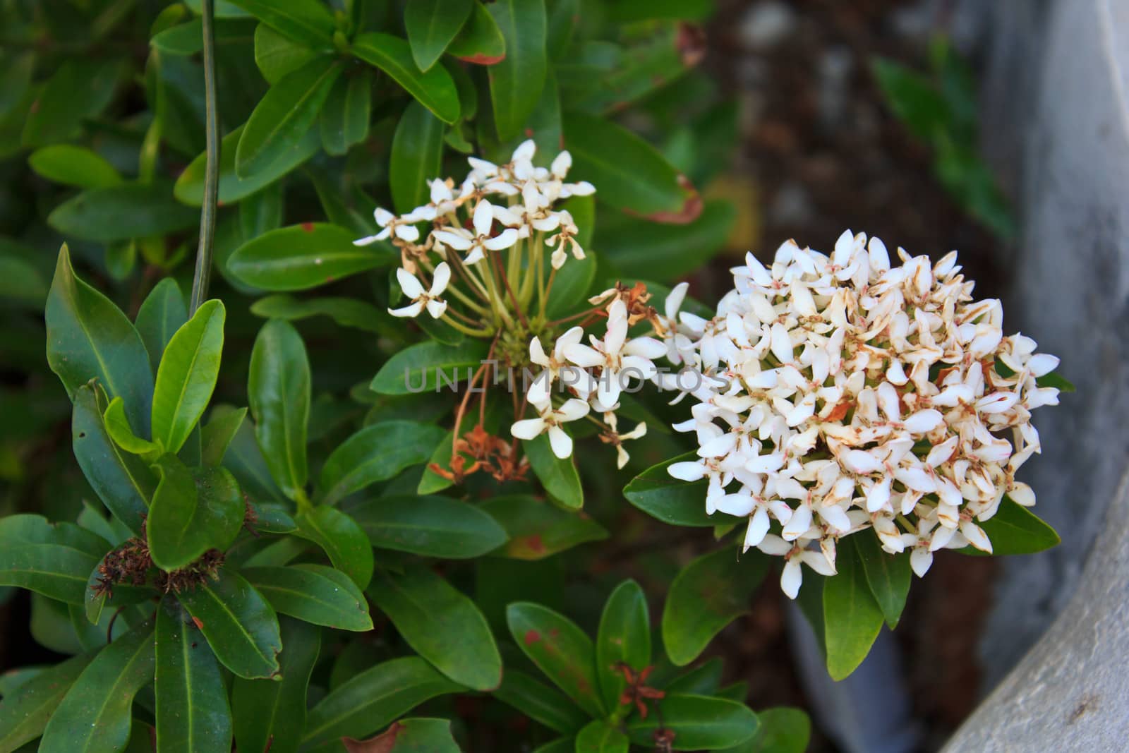 white ixora coccinea flower