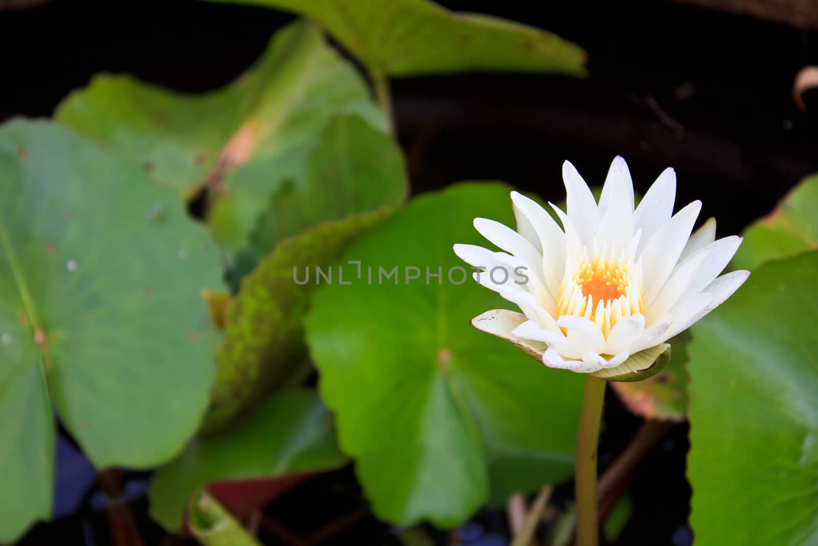White lotus very beautiful flower
