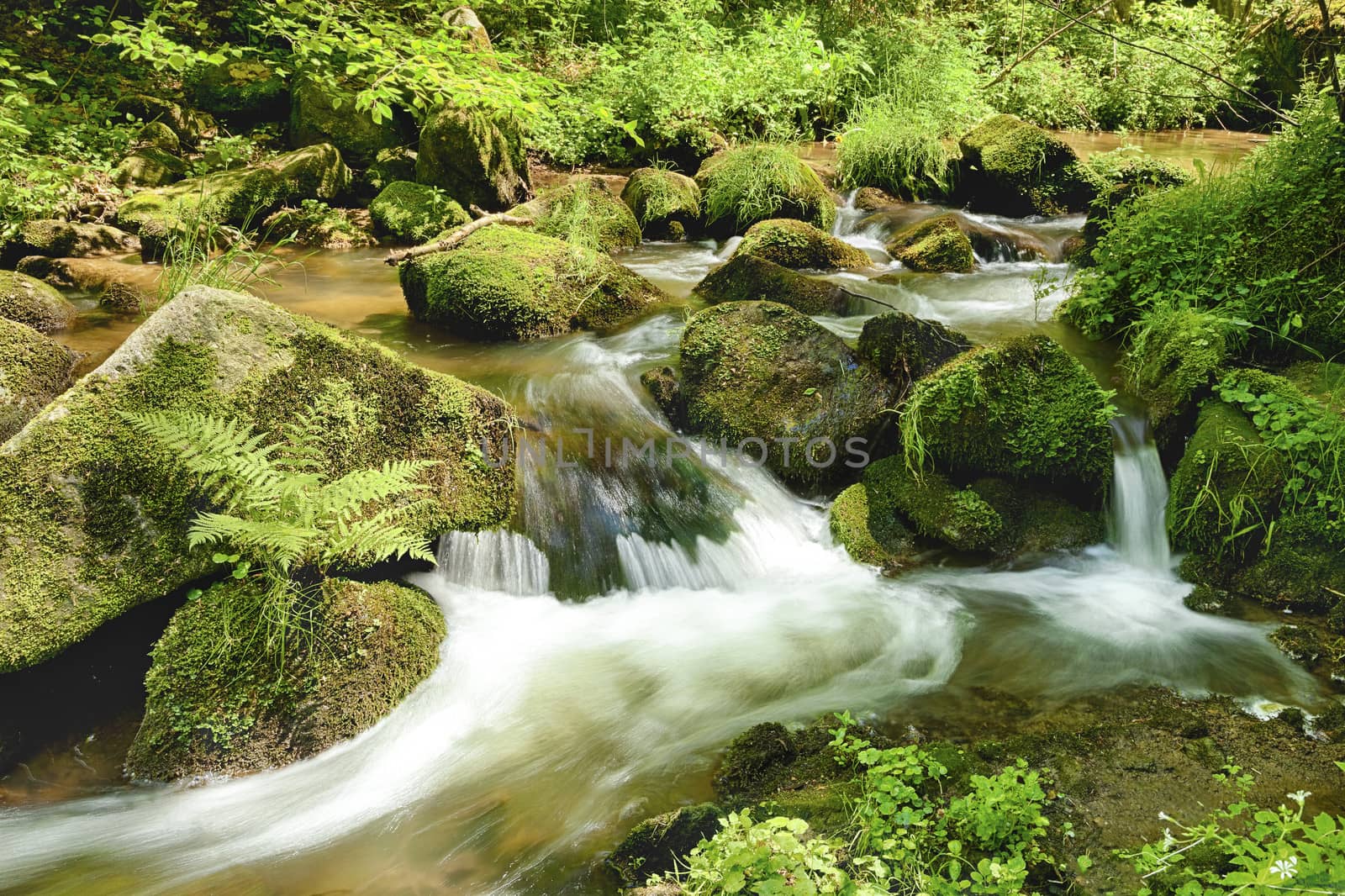 The river in the forest - HDR by hanusst