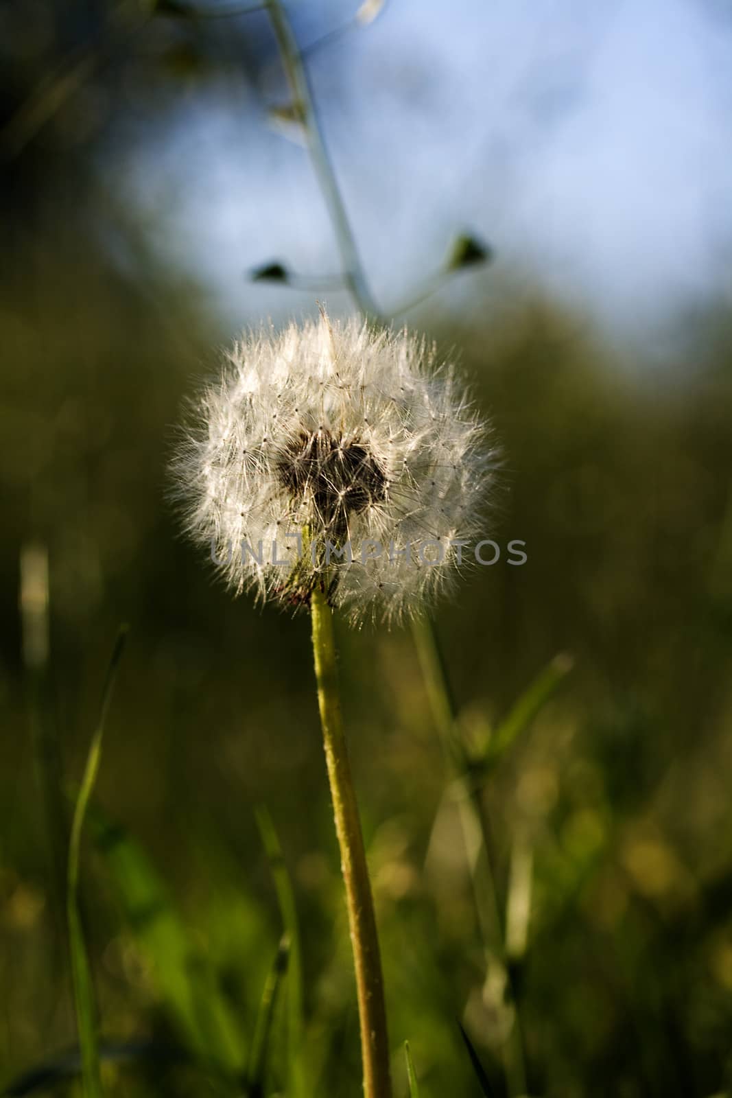 Dandelion in shallow grass field background.