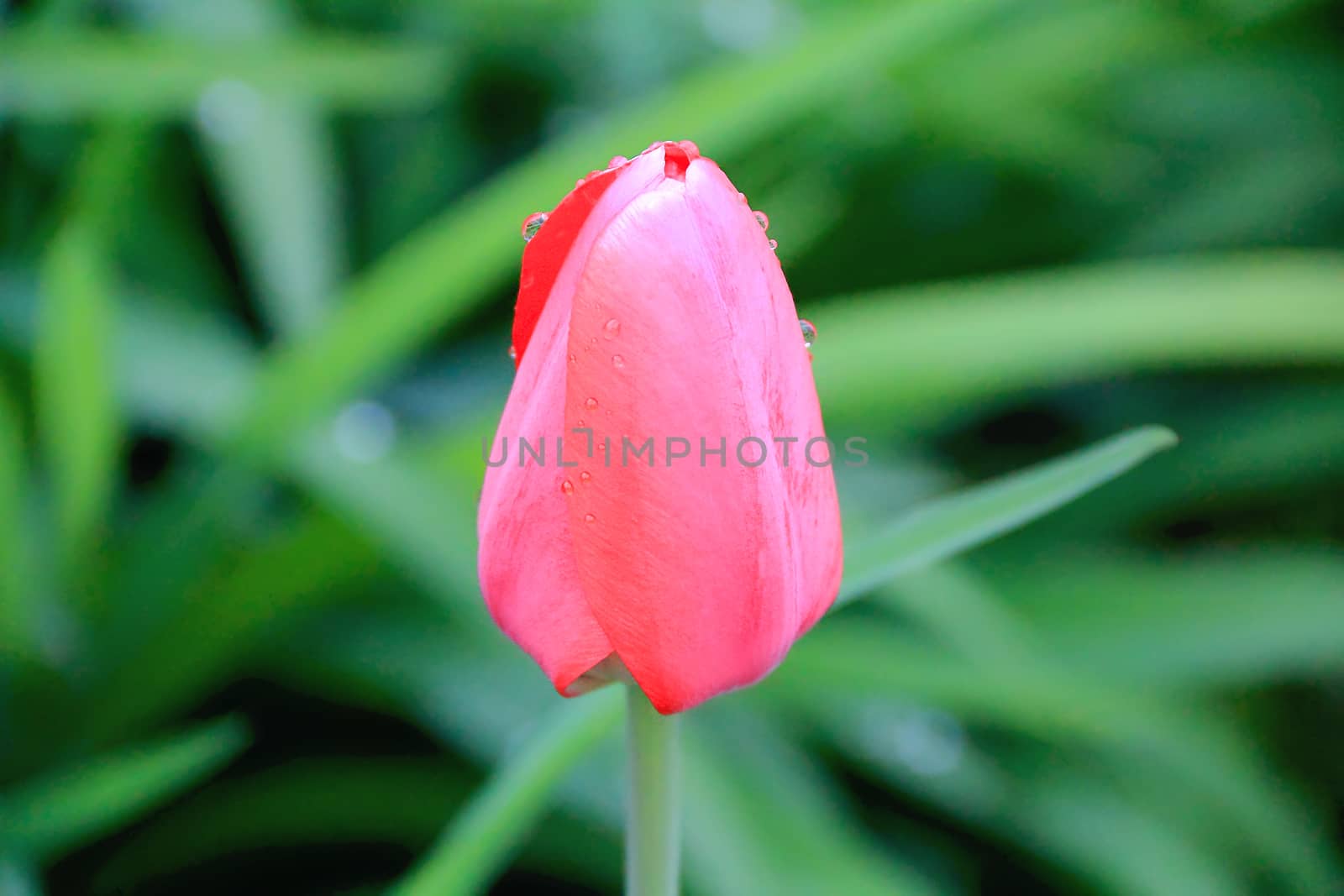 Image of one single tulip on green background